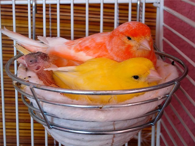 Содержание канареек и уход за ними в Звенигово