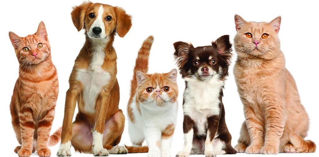 Доска объявлений о животных | ЗооТом - продажа, вязка и услуги для животных в Звенигово