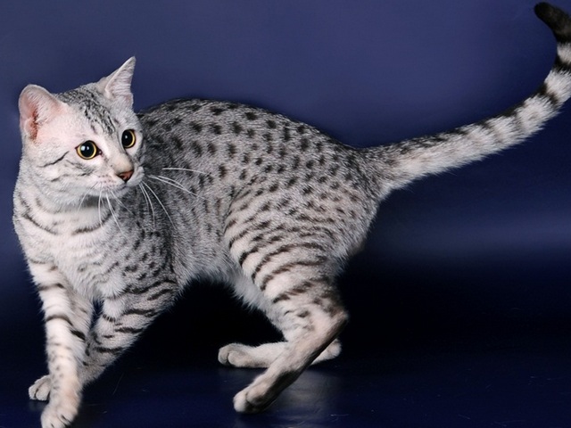 Породы кошек в Звенигово | ЗооТом портал о животных
