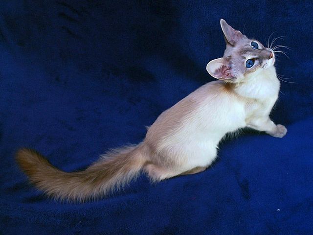 Выведенные породы кошек в Звенигово | ЗооТом портал о животных