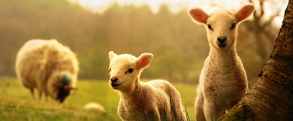 Объявления о сельскохозяйственных животных | ЗооТом - продажа, вязка и услуги для животных в Звенигово