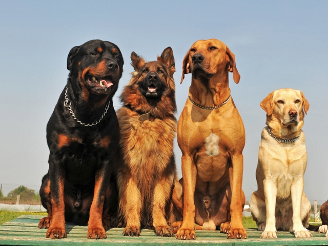 Крупные породы собак в Звенигово | ЗооТом портал о животных