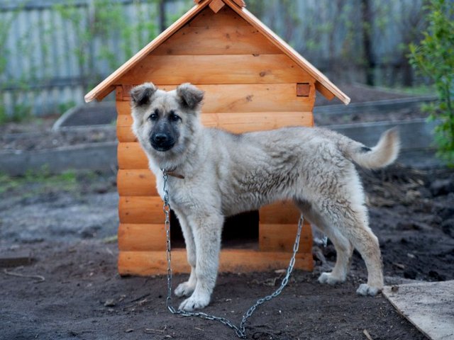 Все о собаках в Звенигово